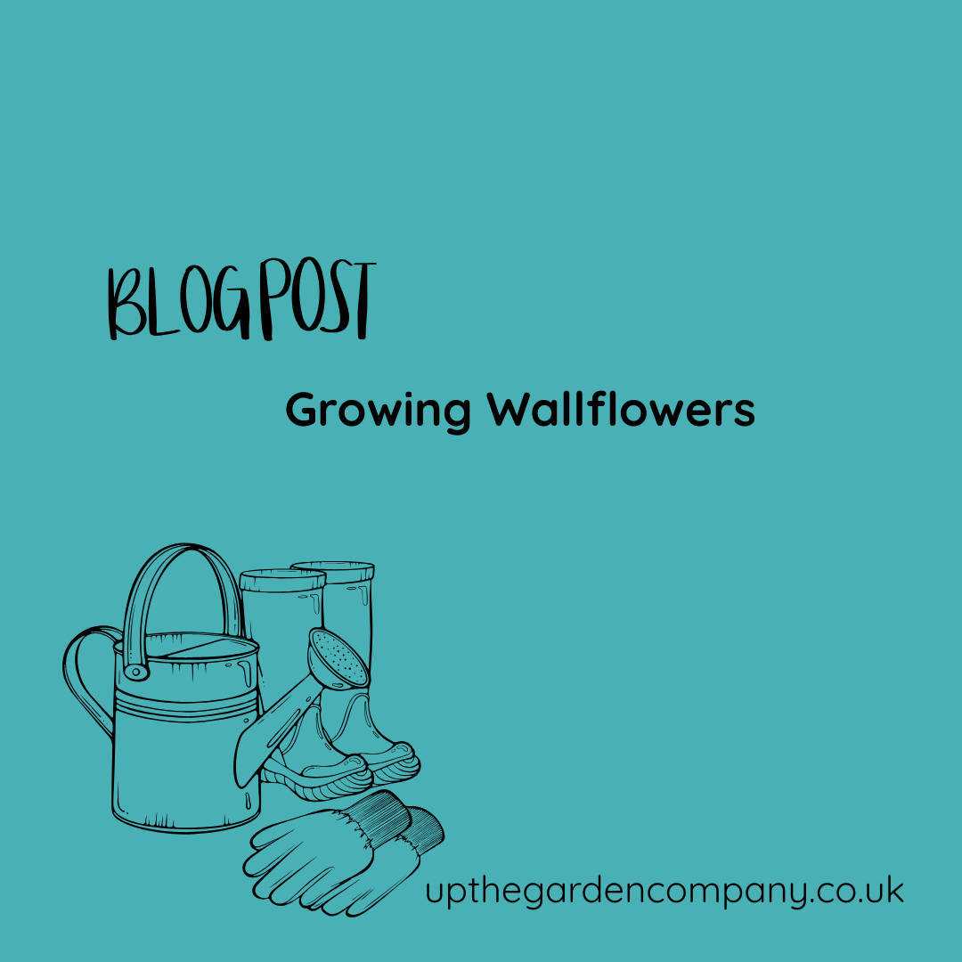 Growing Wallflowers