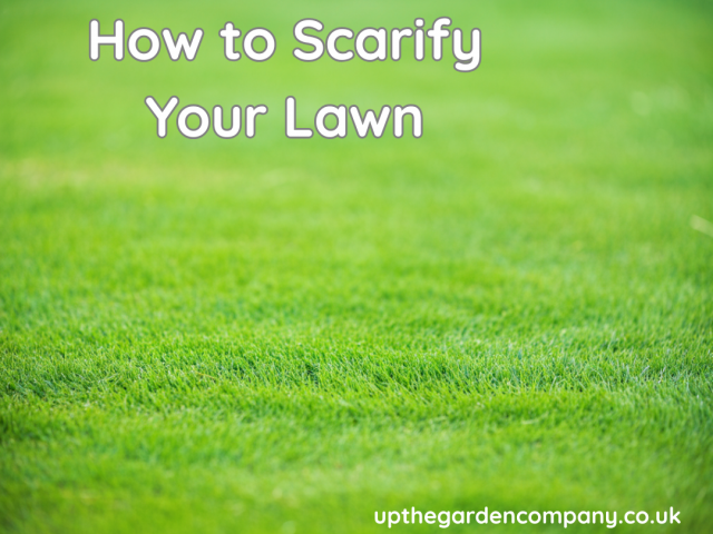 How to Scarify Your Lawn