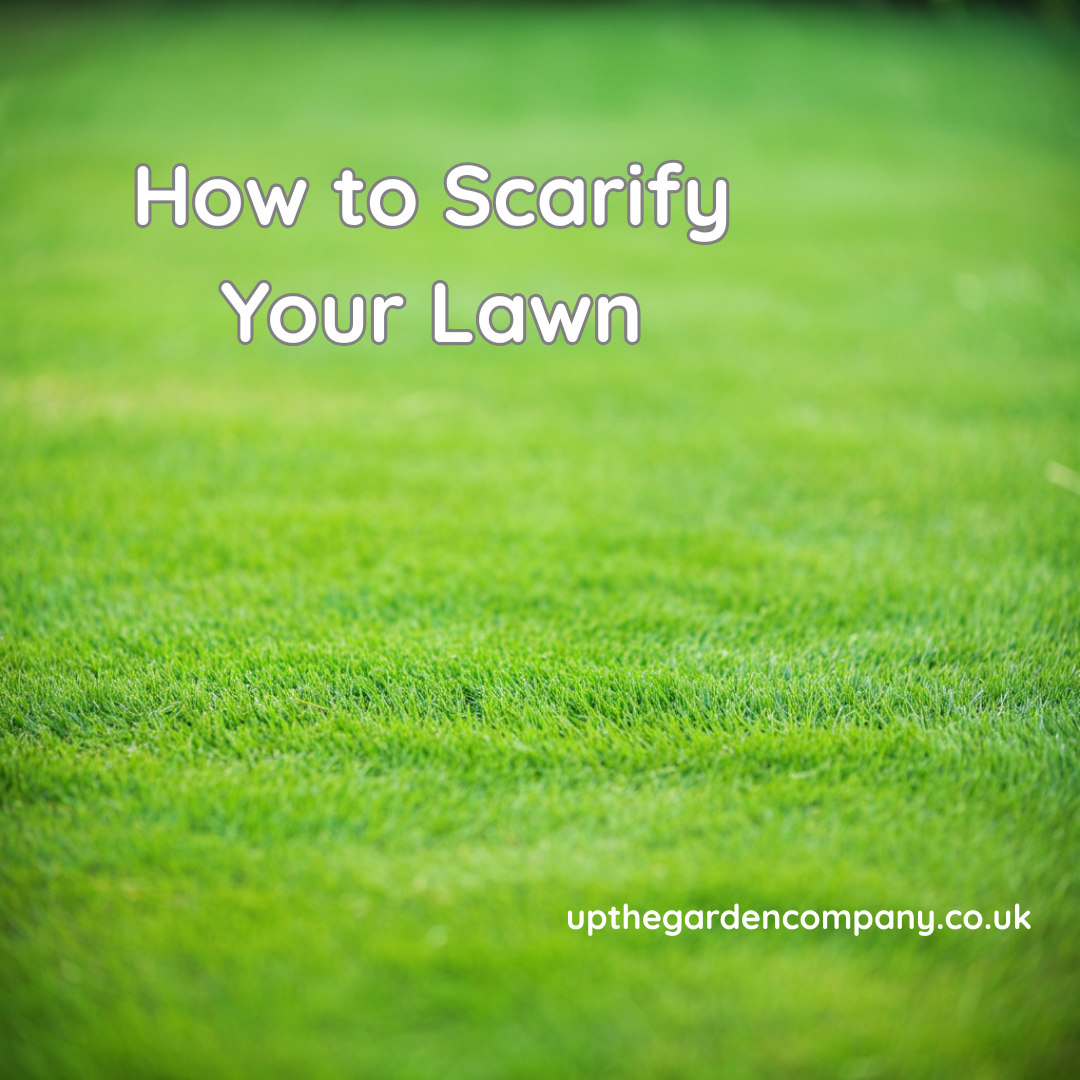 How to Scarify Your Lawn