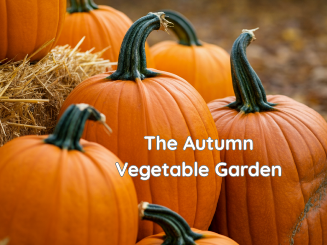 The Autumn Vegetable Garden