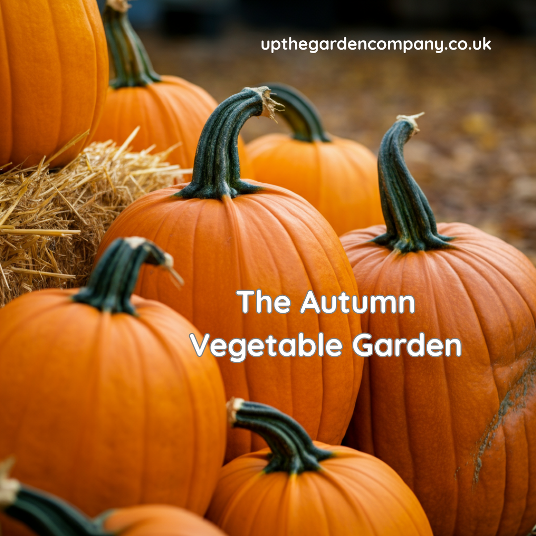 The Autumn Vegetable Garden