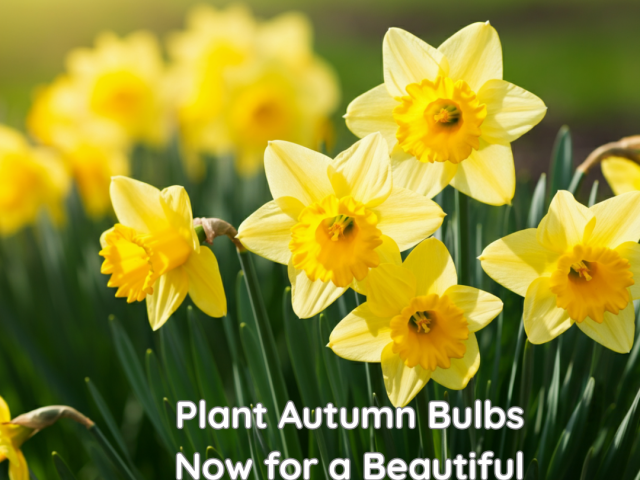 Autumn Bulbs for Spring Garden