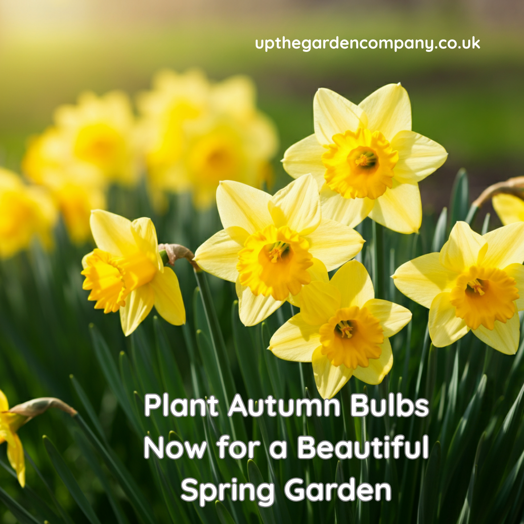 Autumn Bulbs for Spring Garden