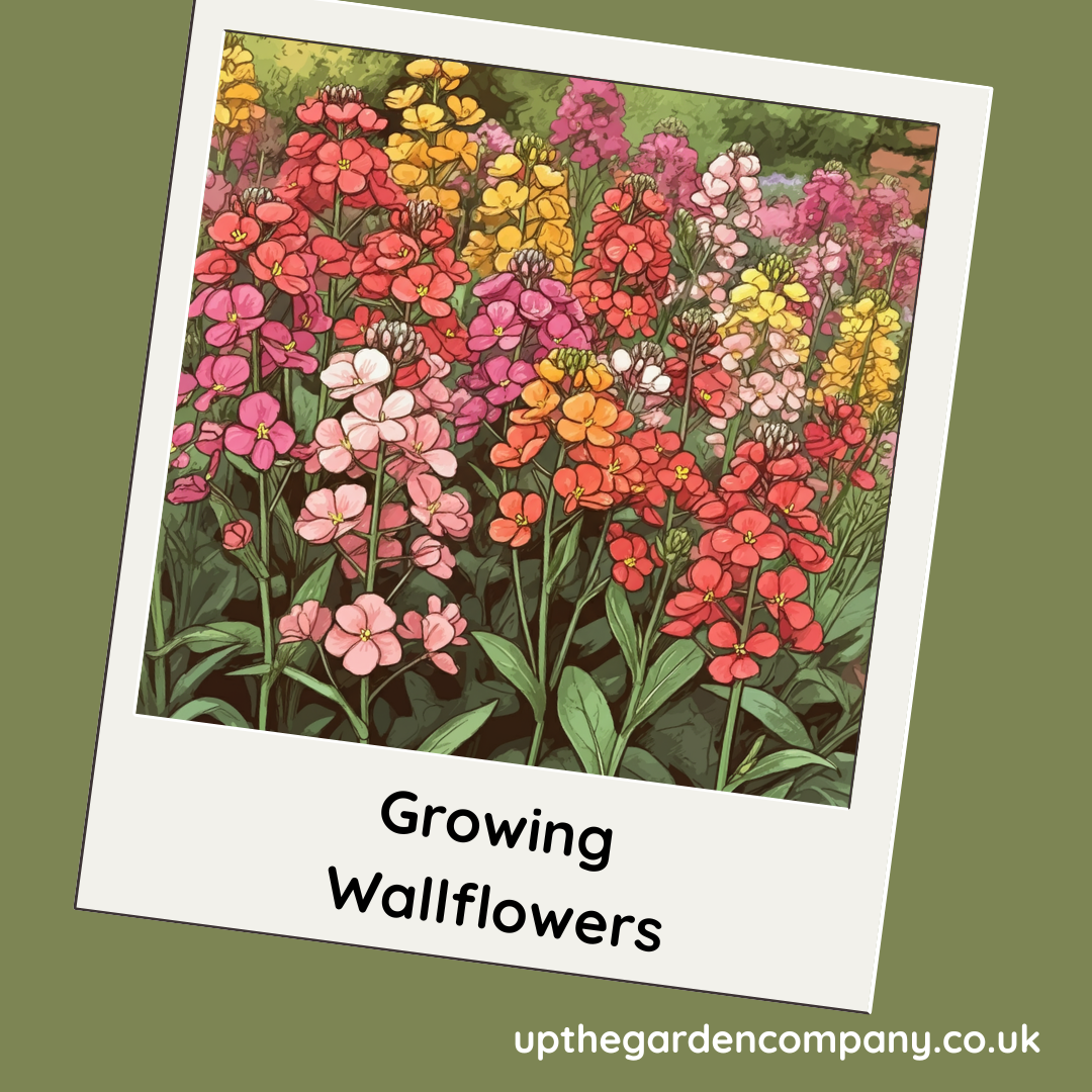 Growing Wallflowers