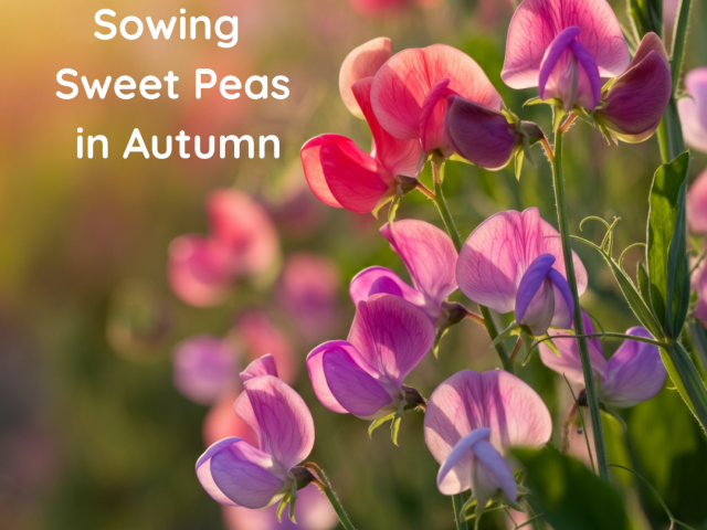 Sowing Sweet Peas in Autumn