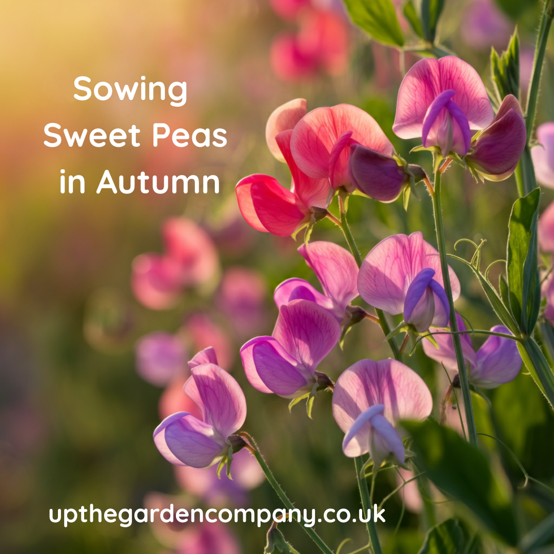 Sowing Sweet Peas in Autumn