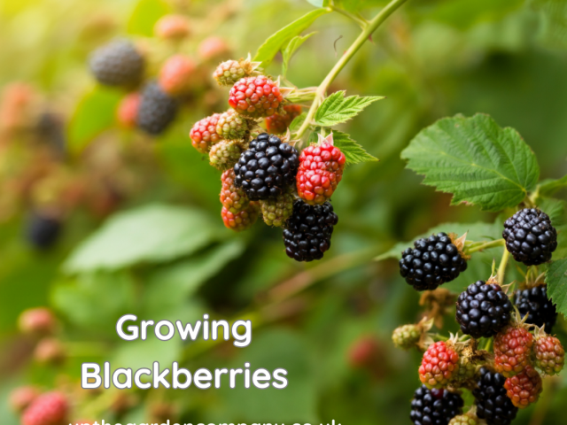 Growing Blackberries