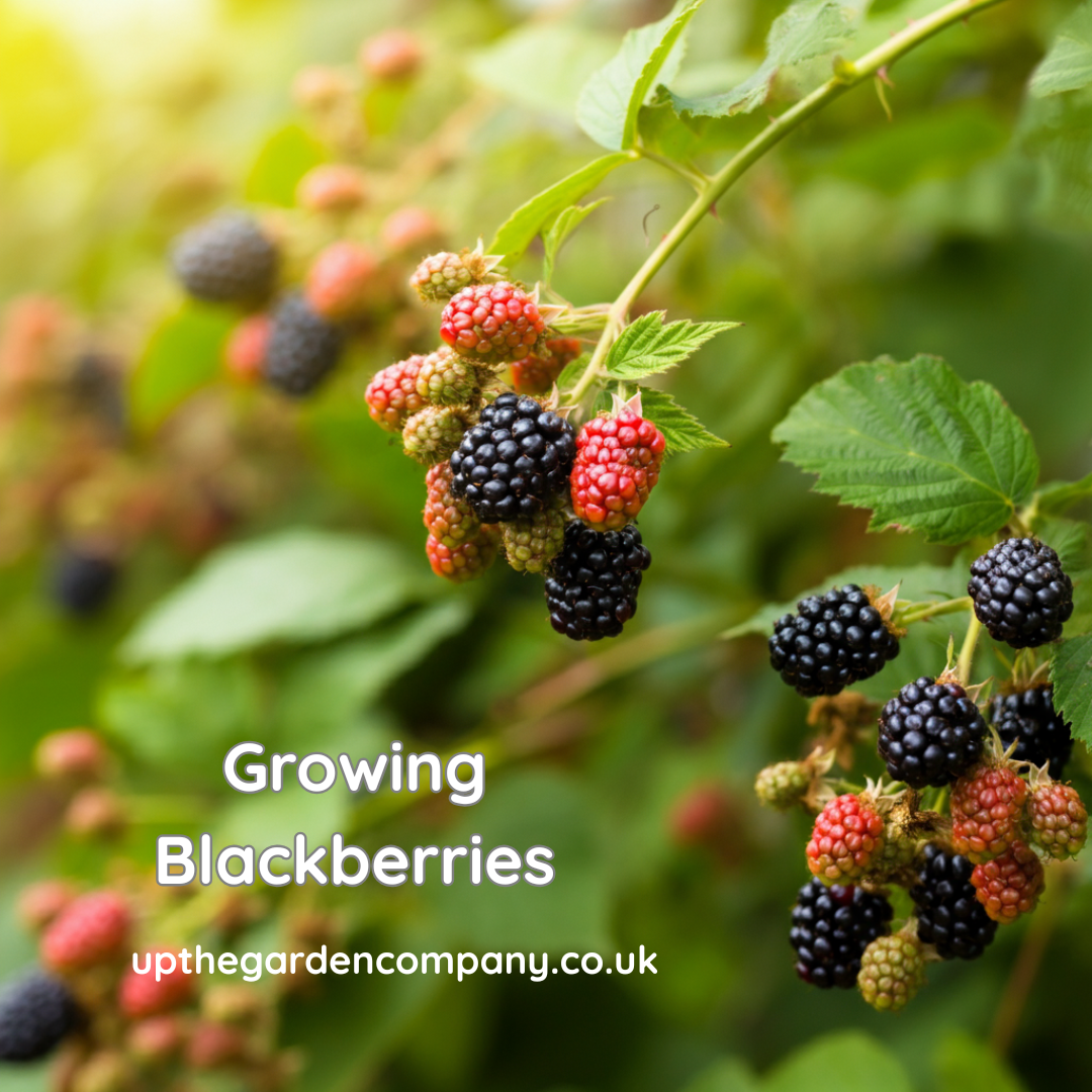 Growing Blackberries