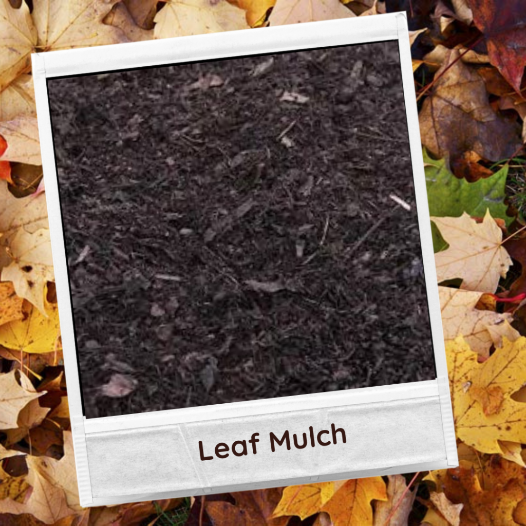 Leaf Mulch Photo set against a background of autumn colourful leaves.