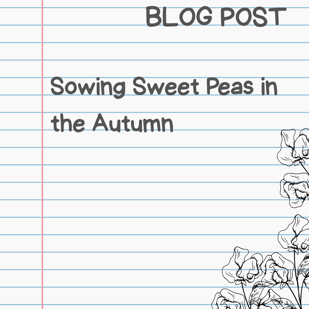 Blog Post. Sowing Sweet Peas in Autumn