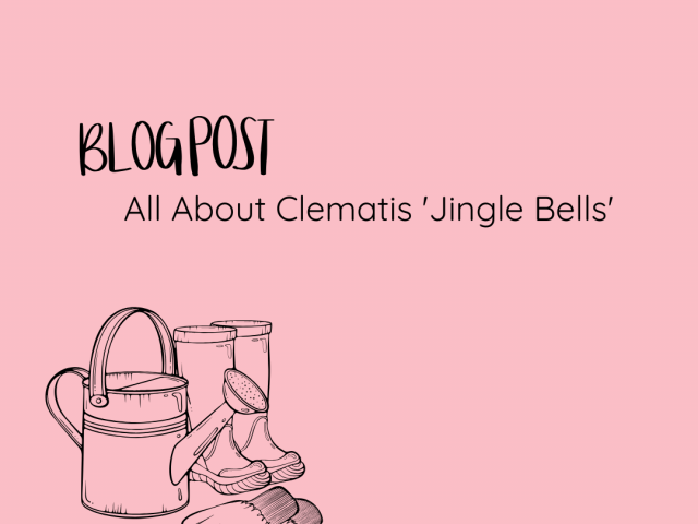 All About Clematis ‘Jingle Bells’
