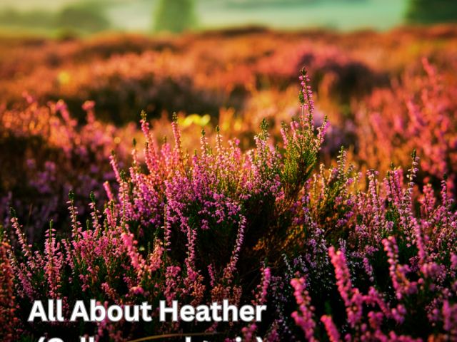 All About Heather (Calluna vulgaris)
