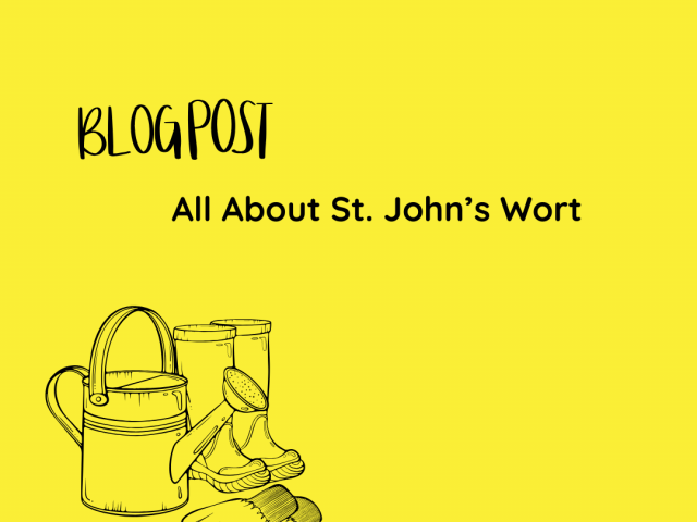 All About St. John’s Wort