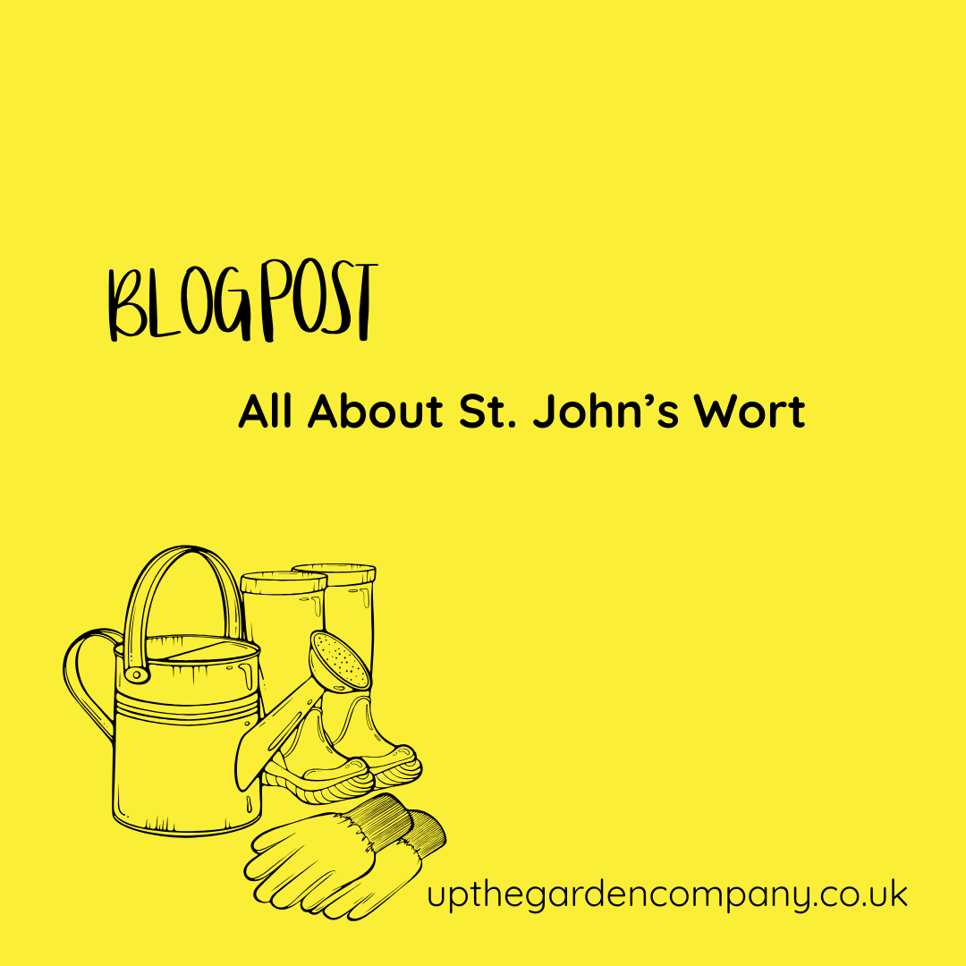 All About St. John’s Wort