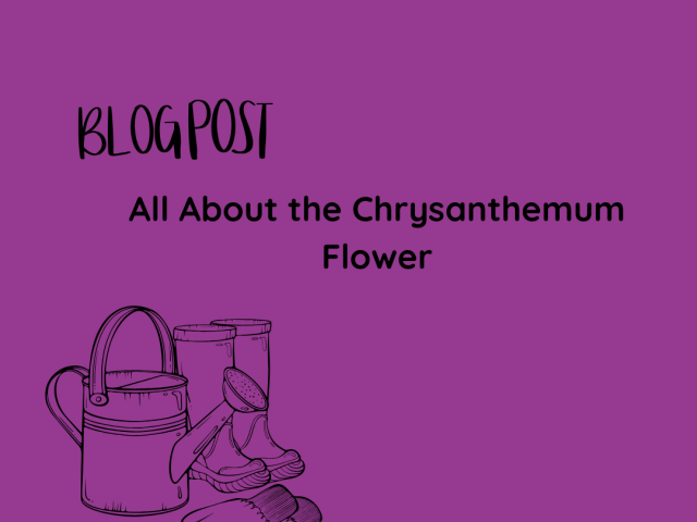 All About the Chrysanthemum Flower