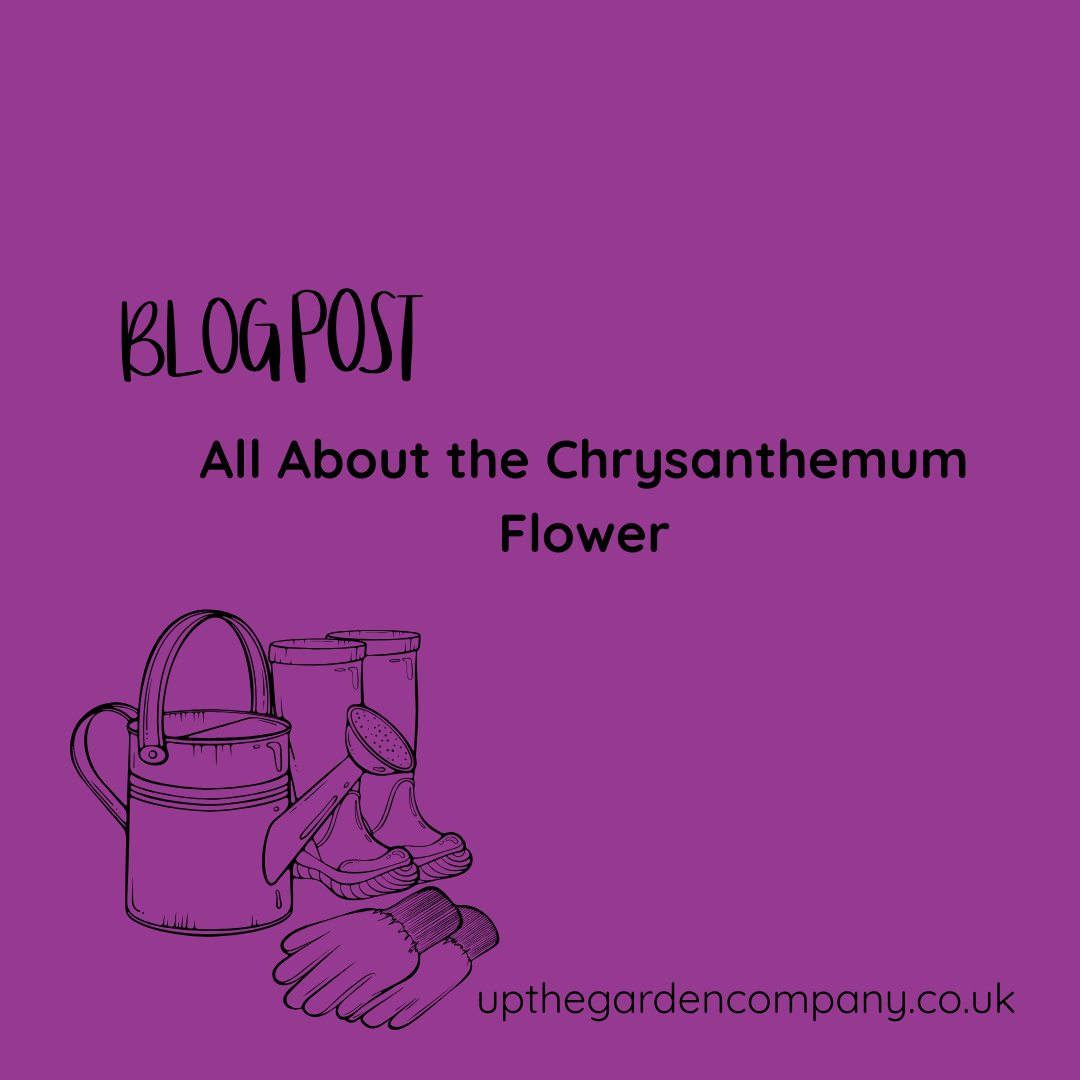 All About the Chrysanthemum Flower
