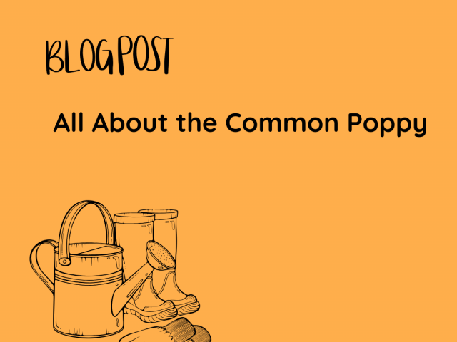 All About the Common Poppy