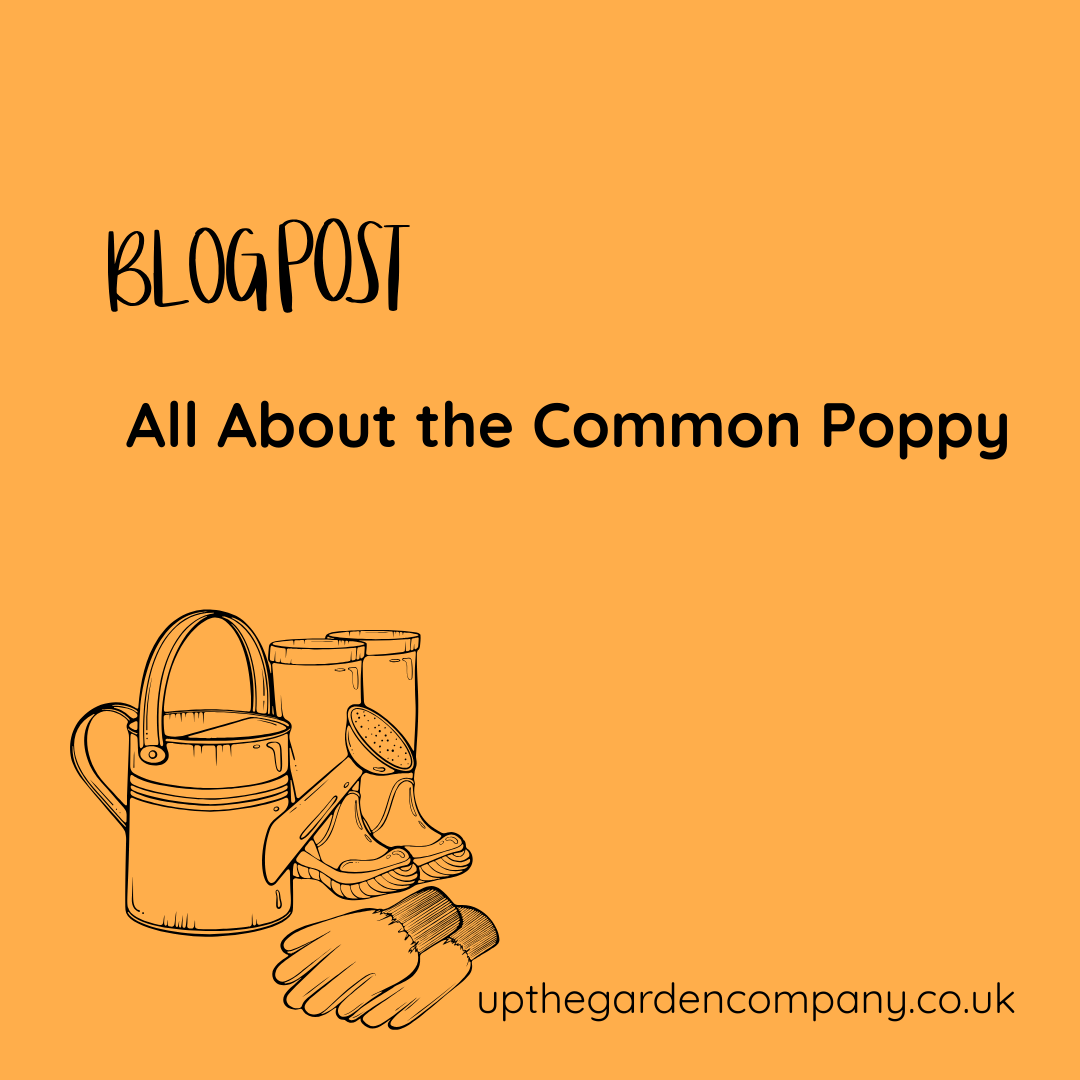 All About the Common Poppy