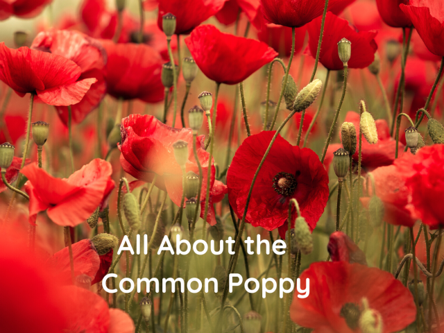 All About the Common Poppy