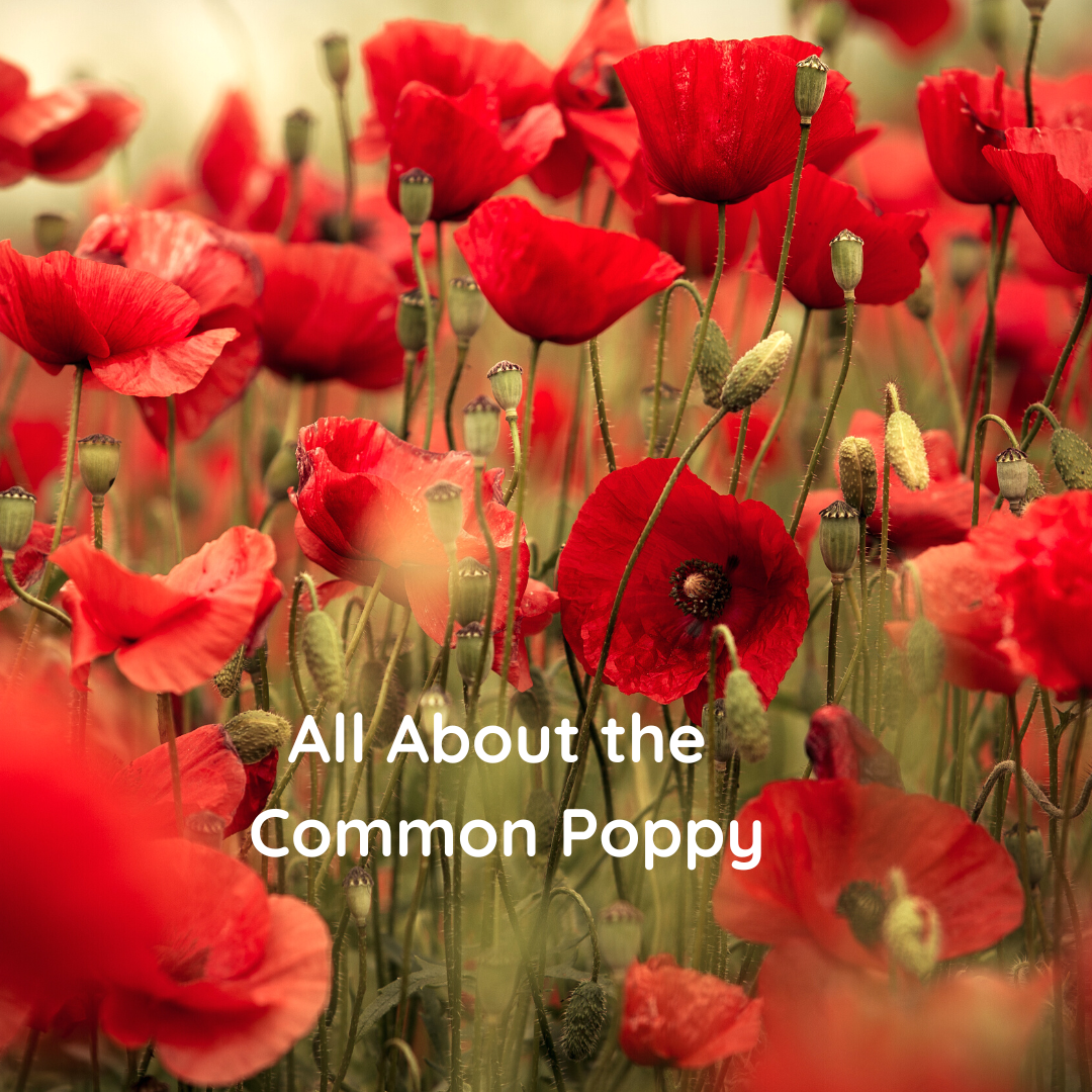 All About the Common Poppy