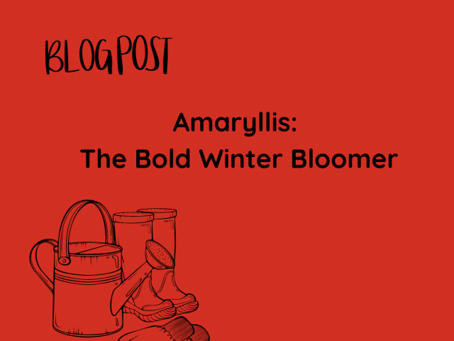Amaryllis: The Bold Winter Bloomer
