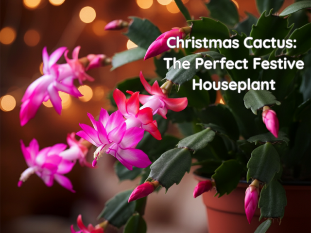 Christmas Cactus: The Perfect Festive Houseplant
