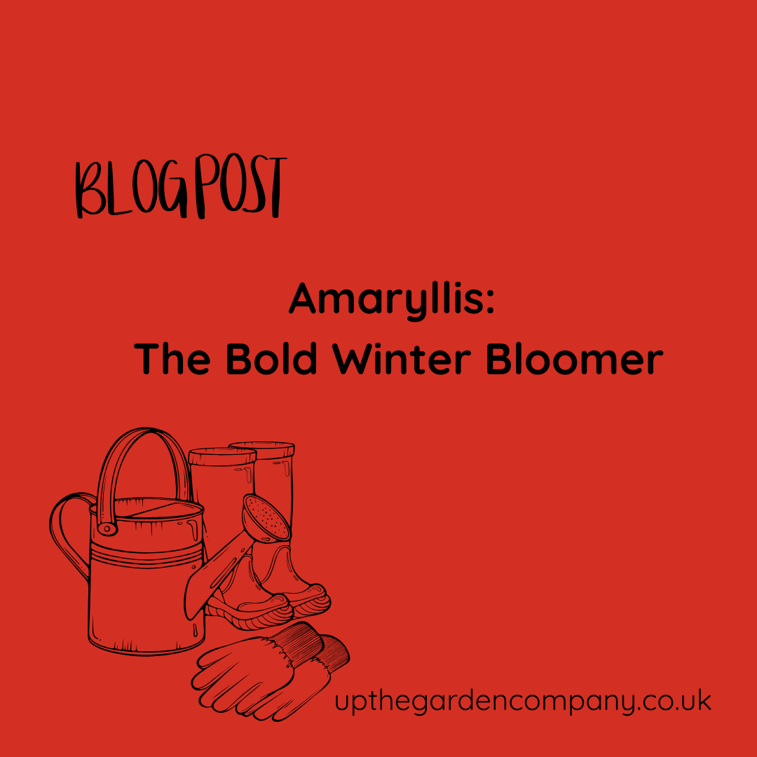 Amaryllis: The Bold Winter Bloomer