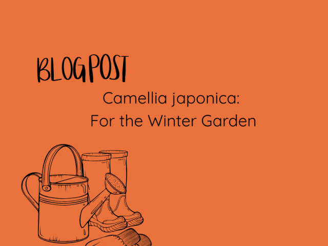 Camellia japonica: For the Winter Garden
