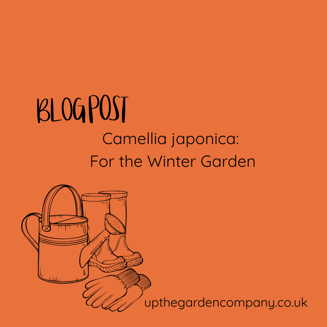 Camellia japonica: For the Winter Garden