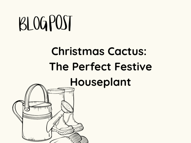 Christmas Cactus: The Perfect Festive Houseplant