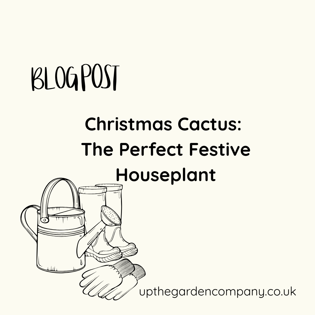Christmas Cactcus: The Perfect Festive Houseplant