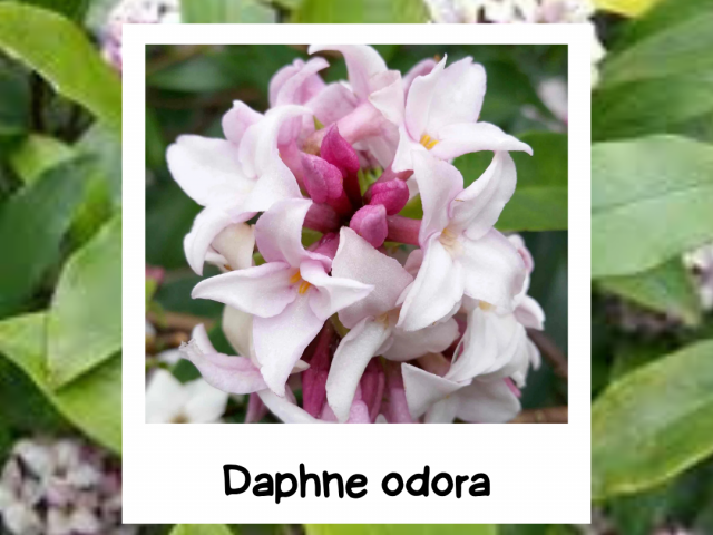 Winter Daphne: The Fragrant Jewel