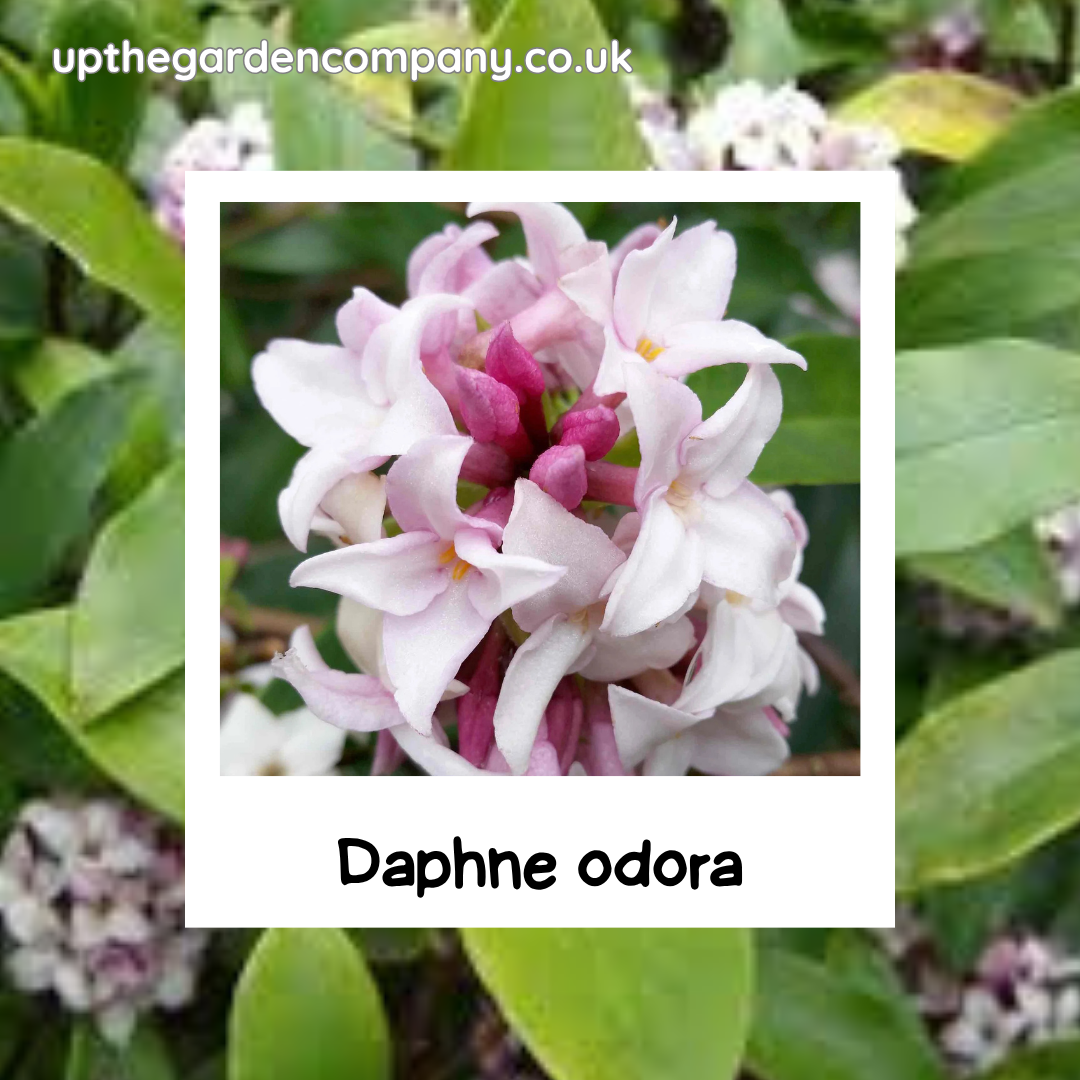 Daphne odora