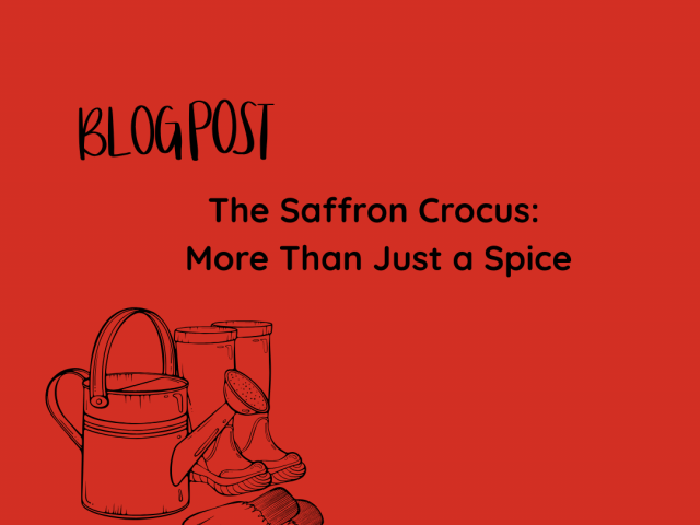The Saffron Crocus: More Than Just a Spice