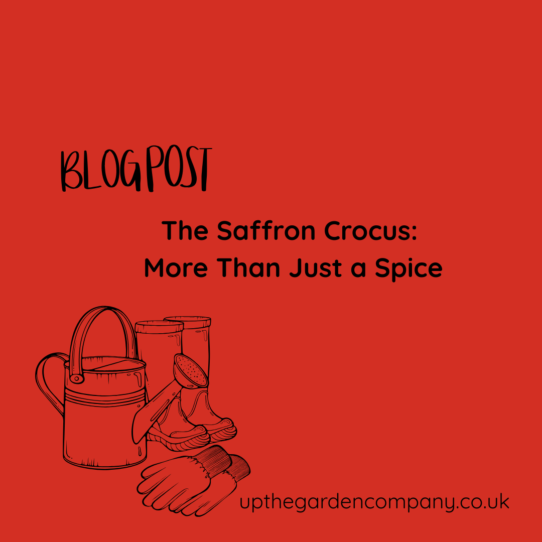 The Saffron Crocus: More Than Just a Spice
