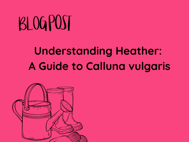 Understanding Heather: A Guide to Calluna vulgaris