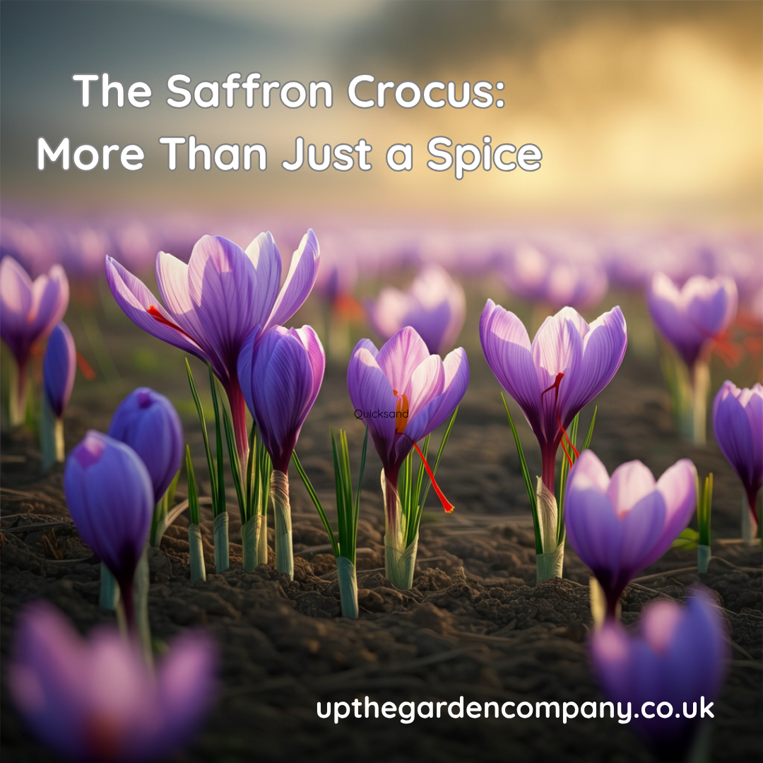 The Saffron Crocus: More Than Just a Spice