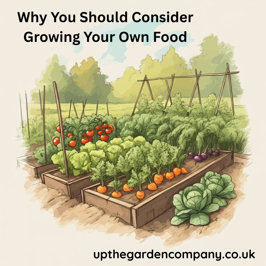 Why You Should Consider Growing Your Own Food