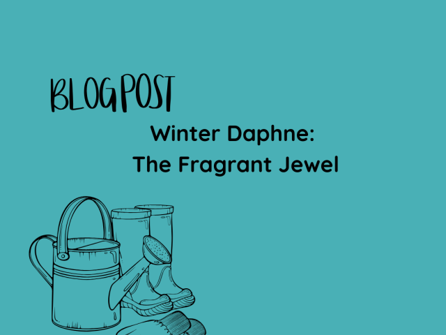 Winter Daphne: The Fragrant Jewel