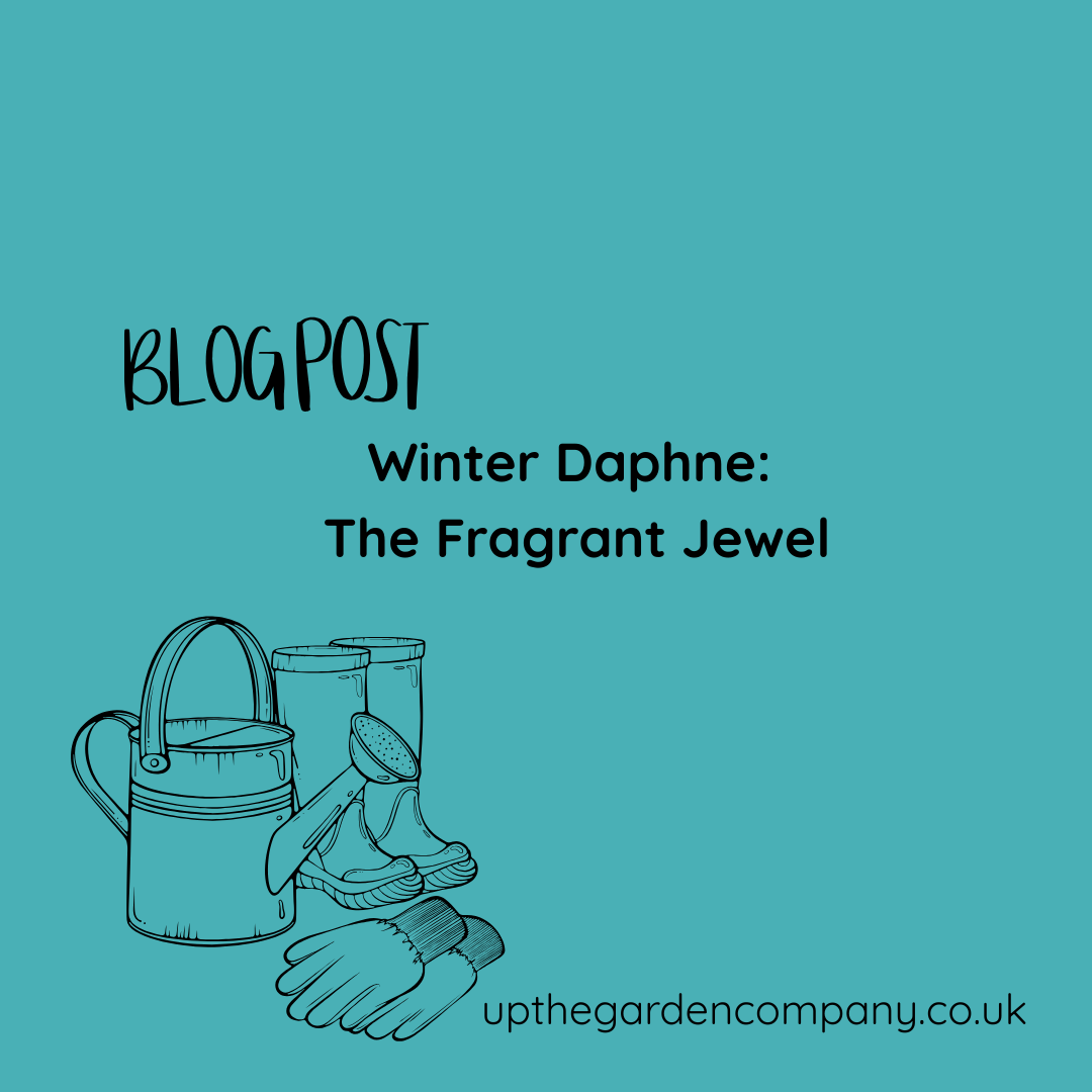Winter Daphne: The Fragrant Jewel