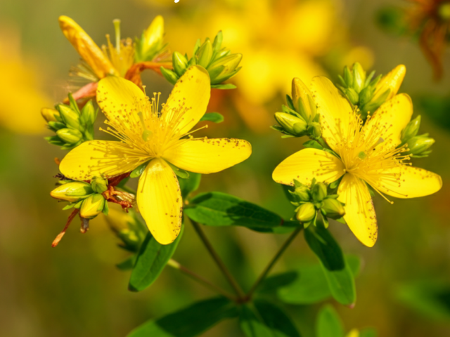 All About St. John’s Wort