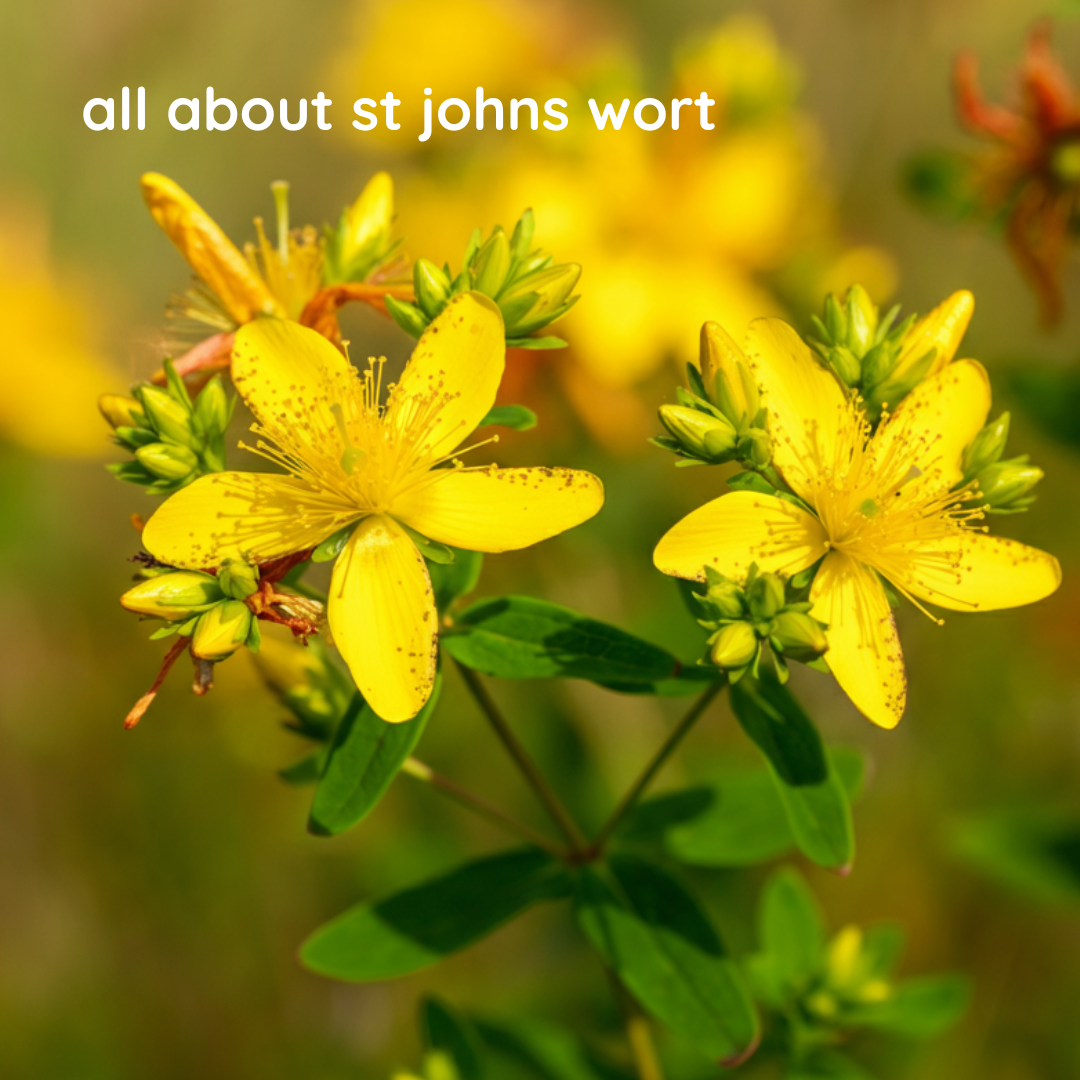 All About St Johns Wort upthegardencompany.co.uk