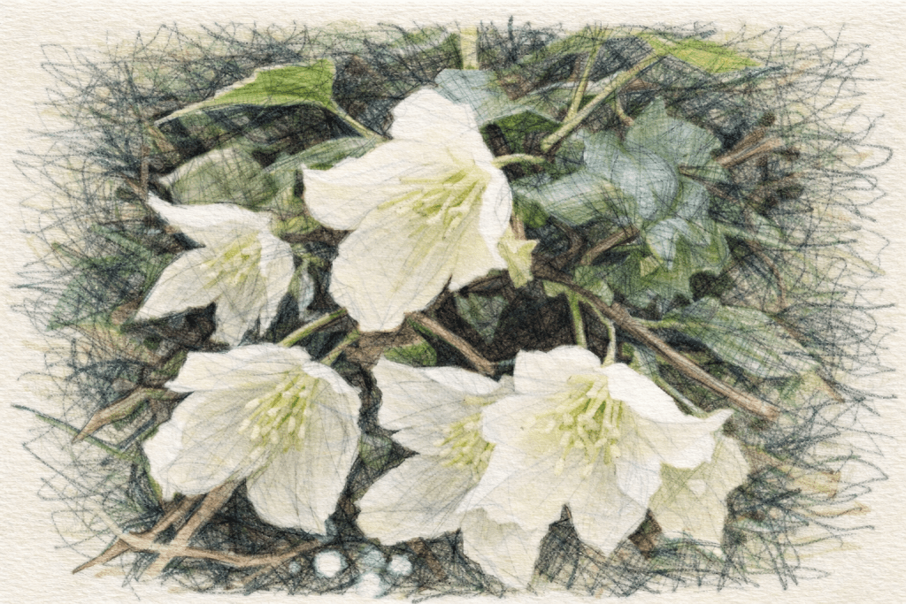 Clematis Cirrhosa Jingle Bells