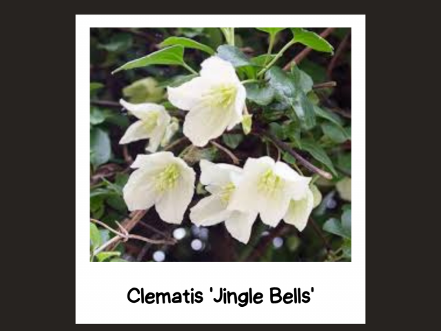 All About Clematis ‘Jingle Bells’