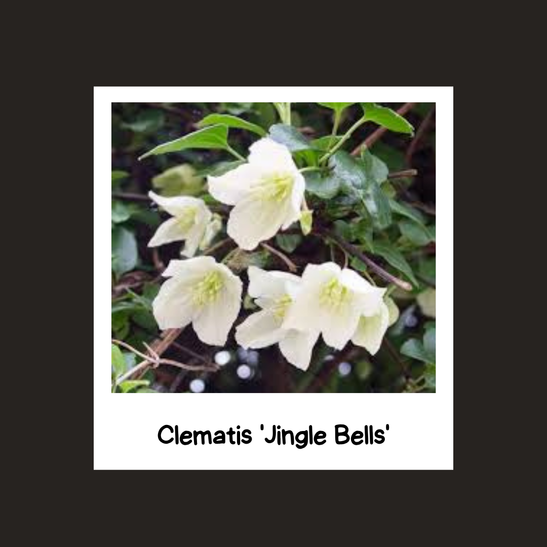 Clematis 'Jingle Bells'