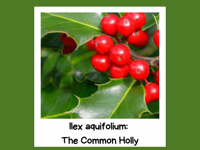 All About Ilex aquifolium: Holly