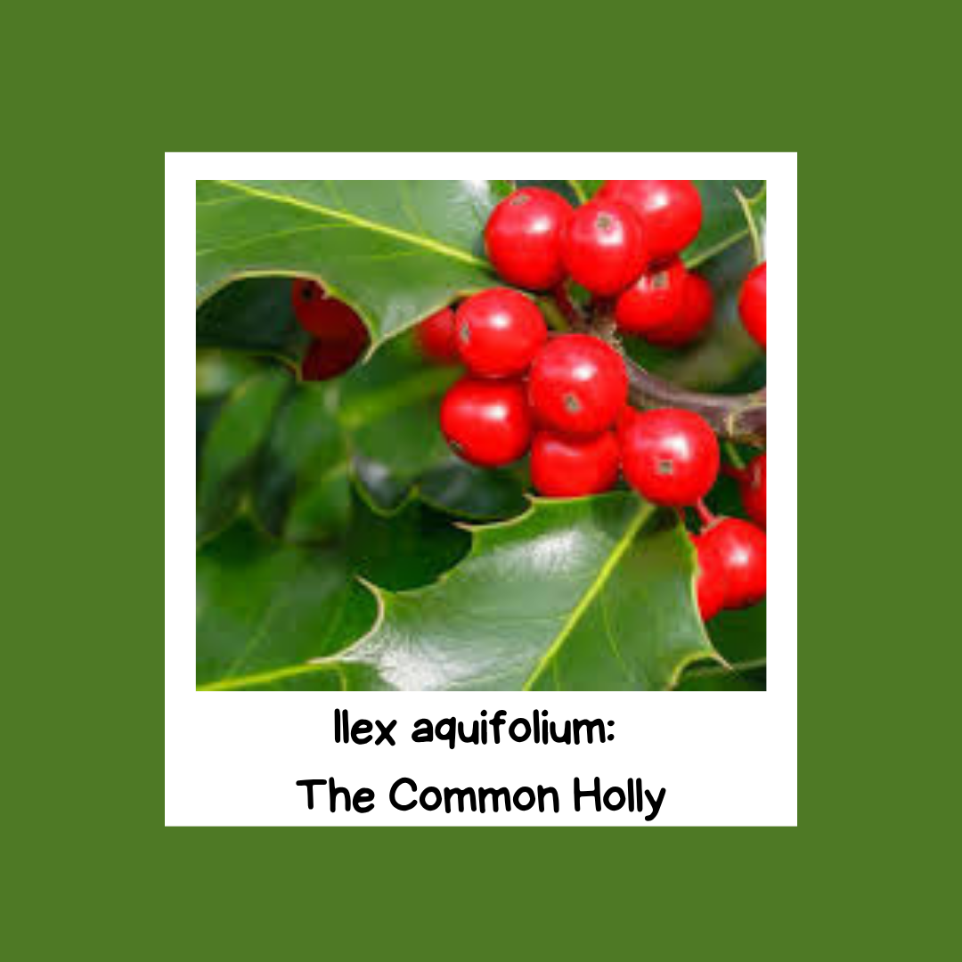 Ilex aquifolium: The Common Holly