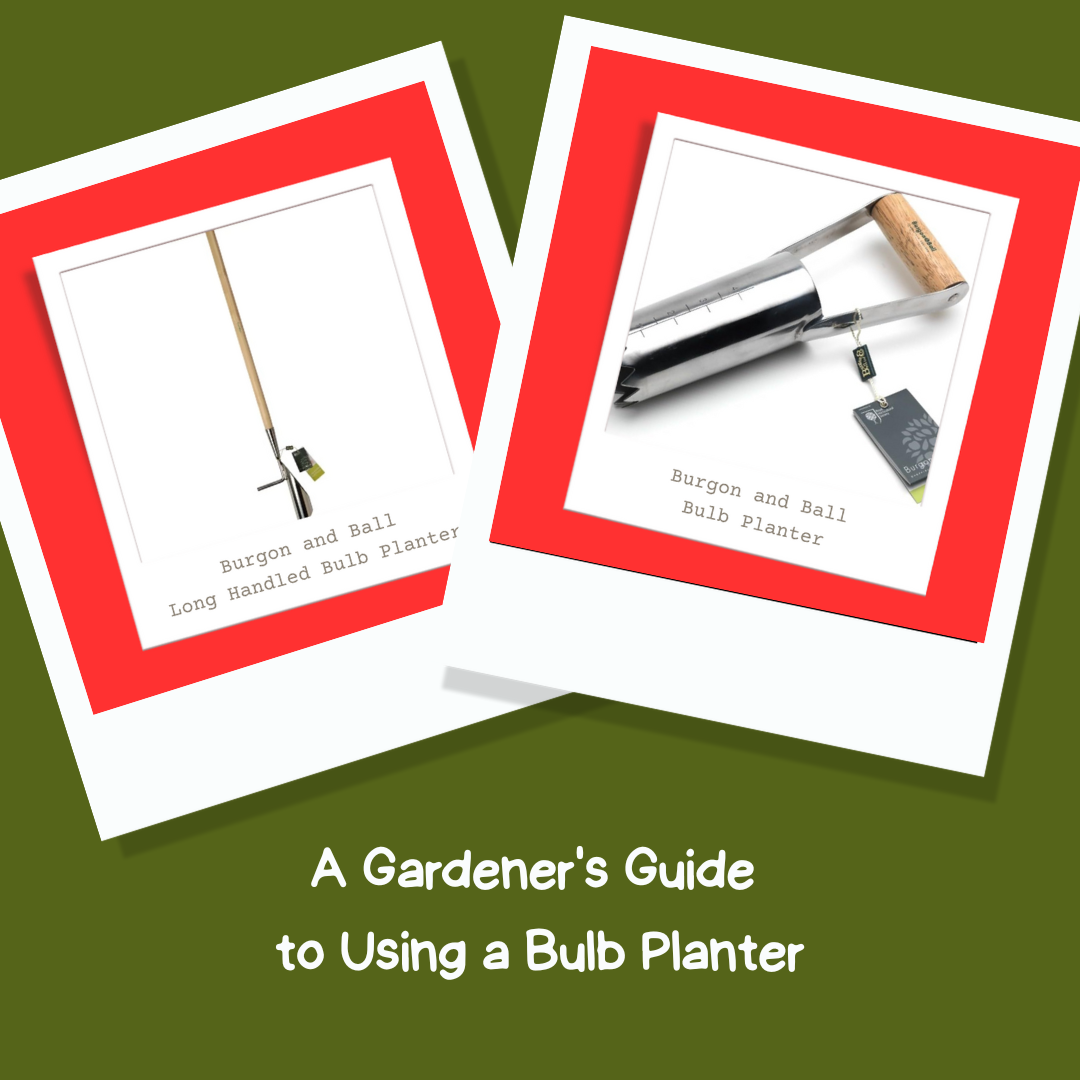 A Gardener's Guide to Using a Bulb Planter