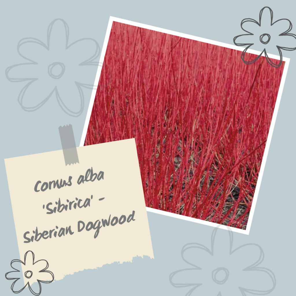 Cornus alba 'Sibirica' - Siberian Dogwood.
Winter Interest Shrub