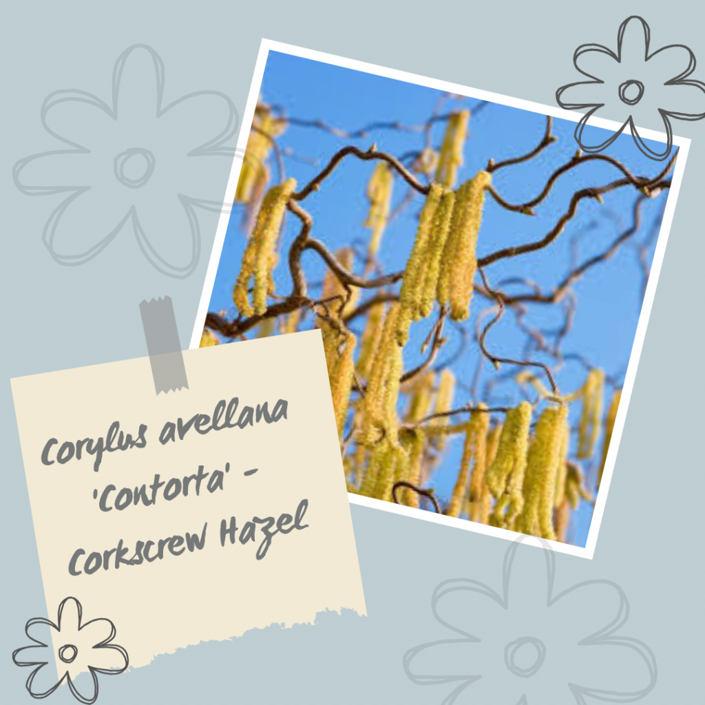 Corylus avellana 'Contorta' - Corkscrew Hazel.
Winter Interest Shrub